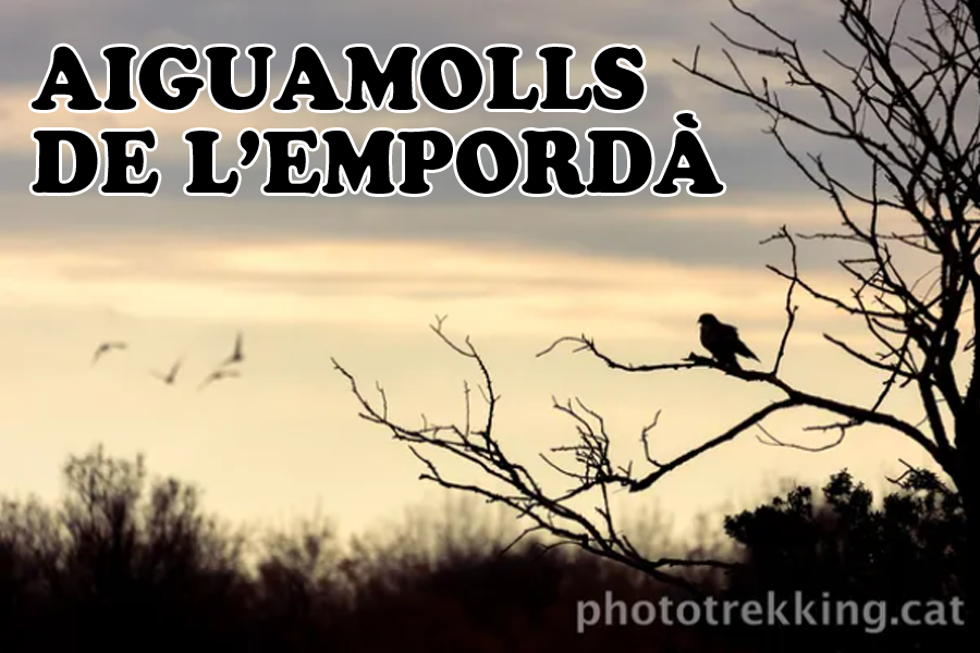 Sortida Fotogràfica als Aiguamolls de l'Empordà