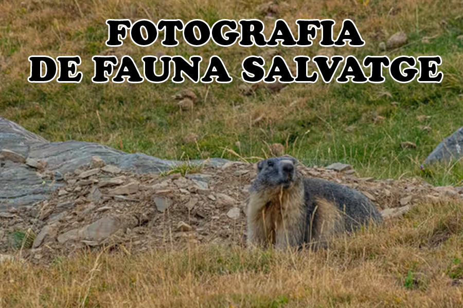 Fotografia de fauna salvatge a Fontlletera