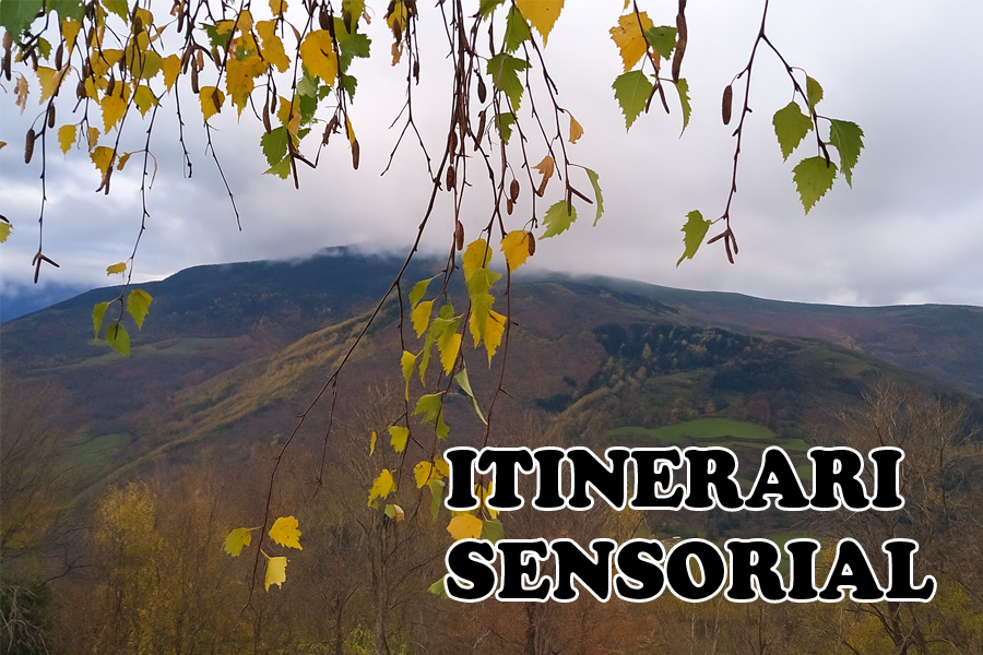 Itinerari sensorial: "Despertant els sentits a la tardor"
