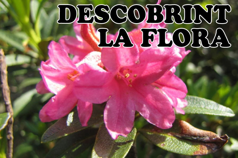 Sortida interpretativa per descobrir la flora de muntanya