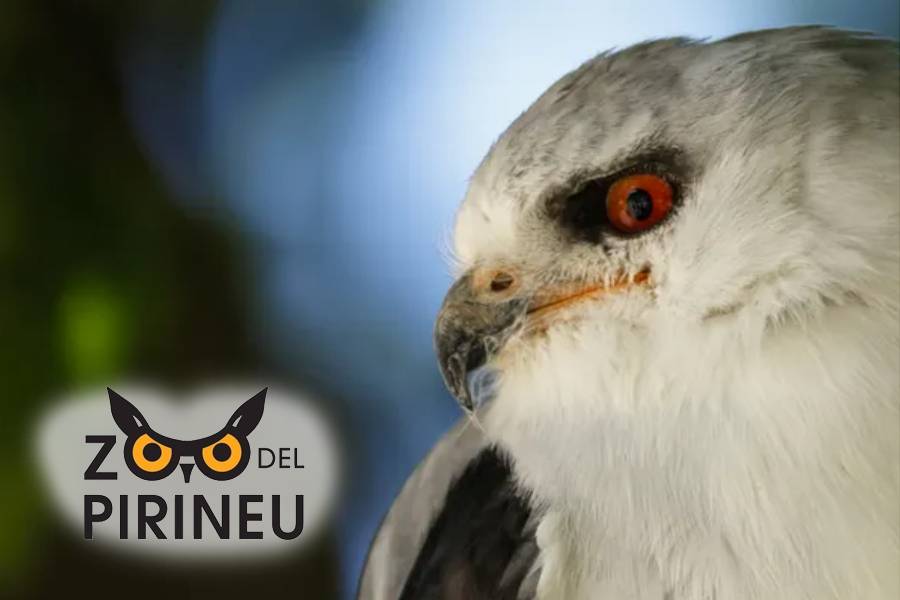 Curs de fotografia al Zoo del Pirineu