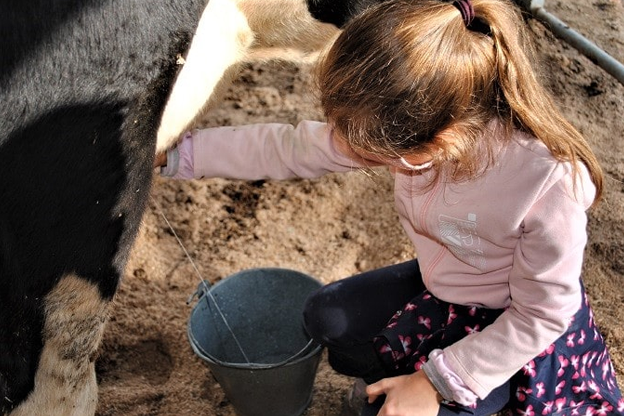 Concurs de munyir vaques