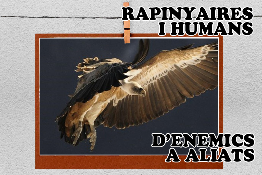 Exposició: Rapinyaires i humans, d'enemics a aliats