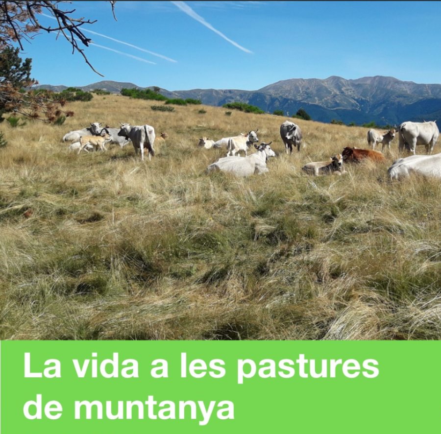 La vida a les pastures de muntanya