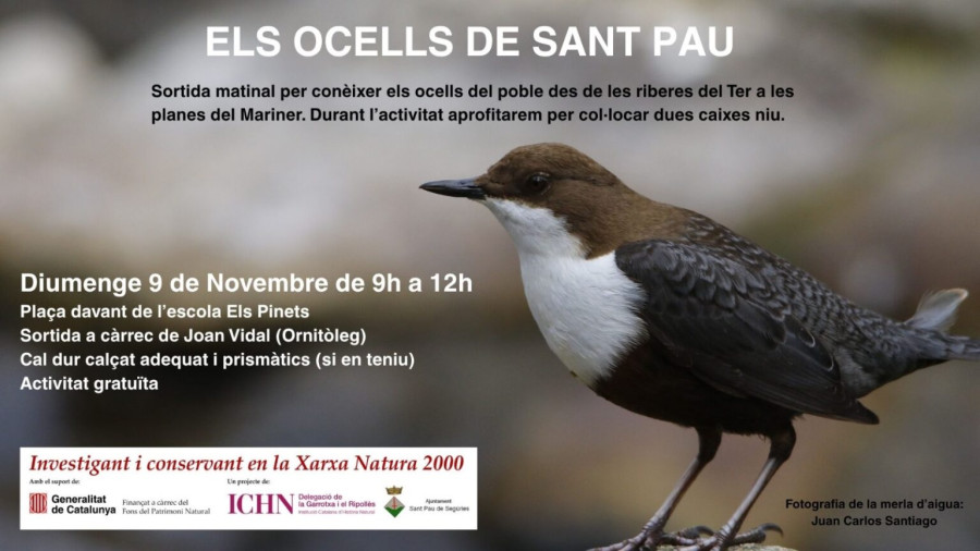 Els ocells de Sant Pau