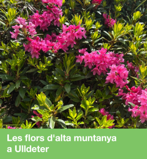Les flors d'alta muntanya a Ulldeter