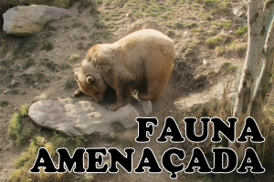Fauna amenaçada