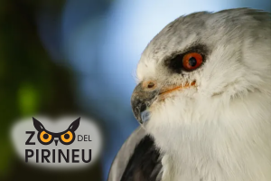 Curs de Fotografia al Zoo del Pirineu