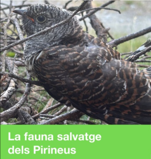 La fauna salvatge als Pirineus