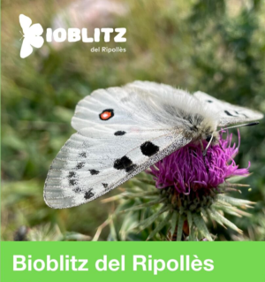 Bioblitz del Ripollès