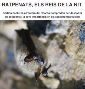 Ratpenats, els reis de la nit