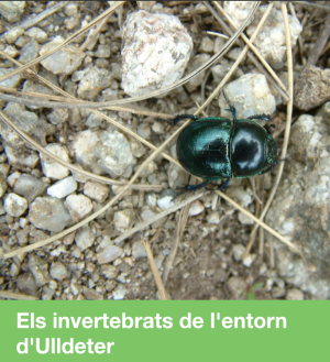 Els invertebrats de l'entorn d'Ulldeter
