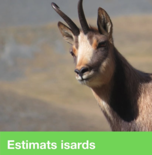 Estimats isards (Itinerari guiat)