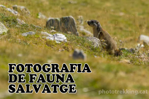 Fotografia de fauna salvatge a Vallter