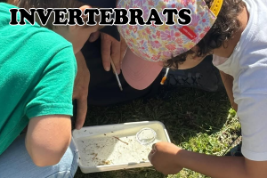 Descoberta local: iniciació a l'ornitologia