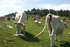 Cap de setmana ramader: donada de sal al bestiar